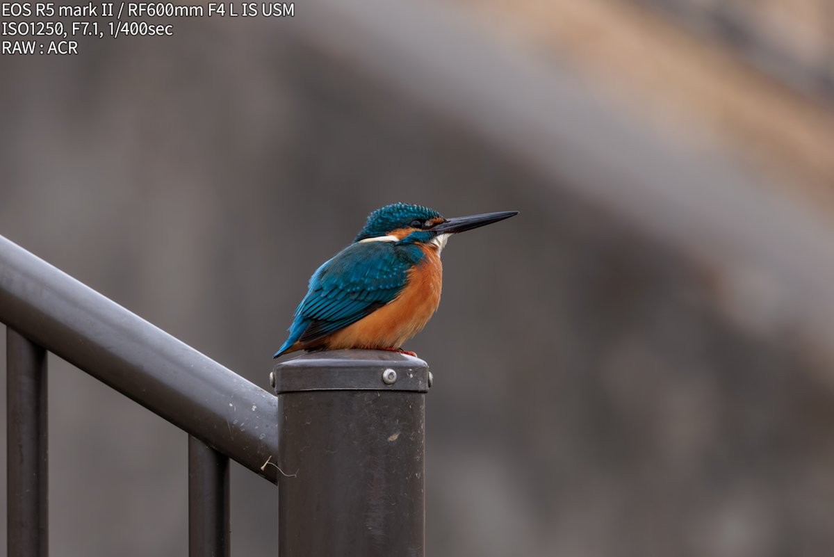 snowfall_2015's tweet photo. カワセミ様
やはり曇った時の光は好き
#R5Mark2 #birdphotography https://t.co/K9QX3grklG
