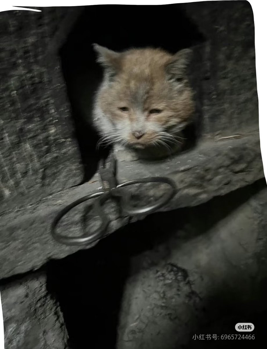 Lynnsayhi2u's tweet image. 第一批回村的猫已经烤糊了HAHAHA😃

#Chinesenew