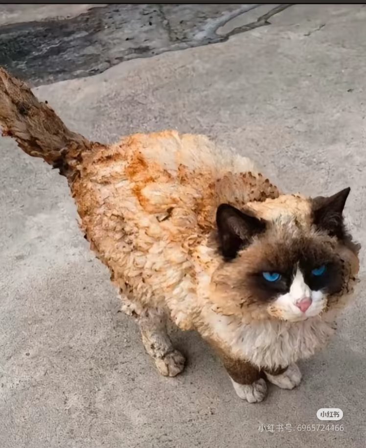 Lynnsayhi2u's tweet image. 第一批回村的猫已经烤糊了HAHAHA😃

#Chinesenew