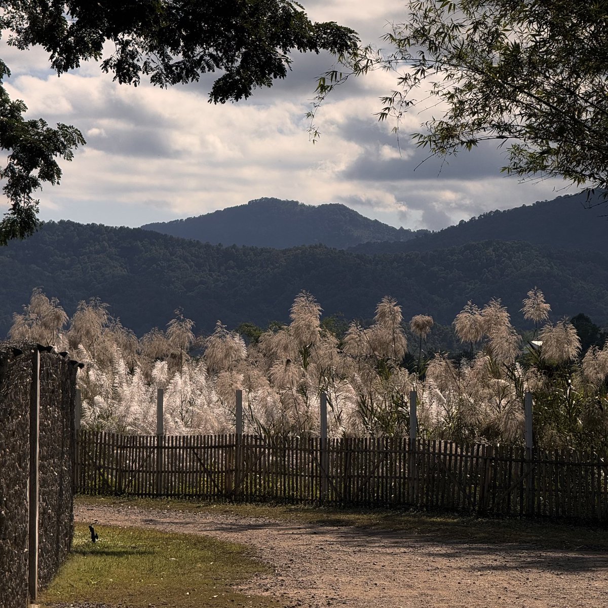 คาเฟ่ที่เหมือนหลุดไปต่างประเทศ 🌳⛰️ 
Isbjørn อยู่เชียงใหม่ เส้นไปเชียงดาว  
มีบึงน้ำ สวนสน วิวเขา ที่โคตรสวย มีน้อง 
ว่ายเต็ม น่ารักกกก 🪿