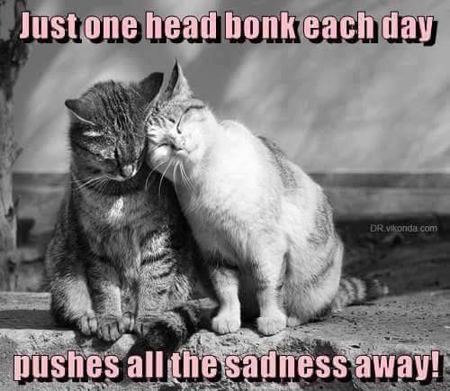 Cats and Kittens tweet media