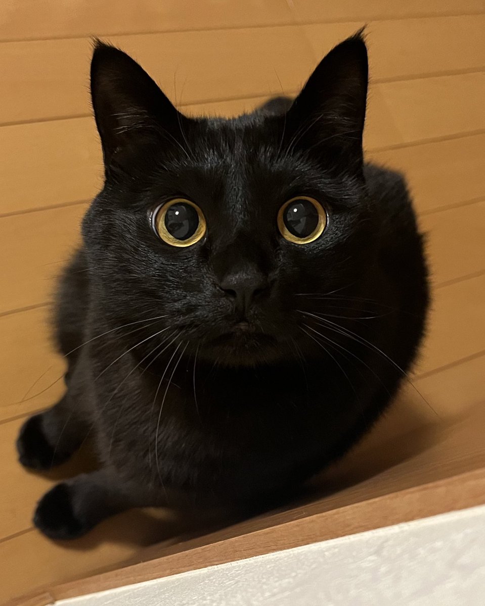 uni_kuroneko's tweet photo. 「あそぶか？」

#黒猫 https://t.co/Z1ZYmSTwUA