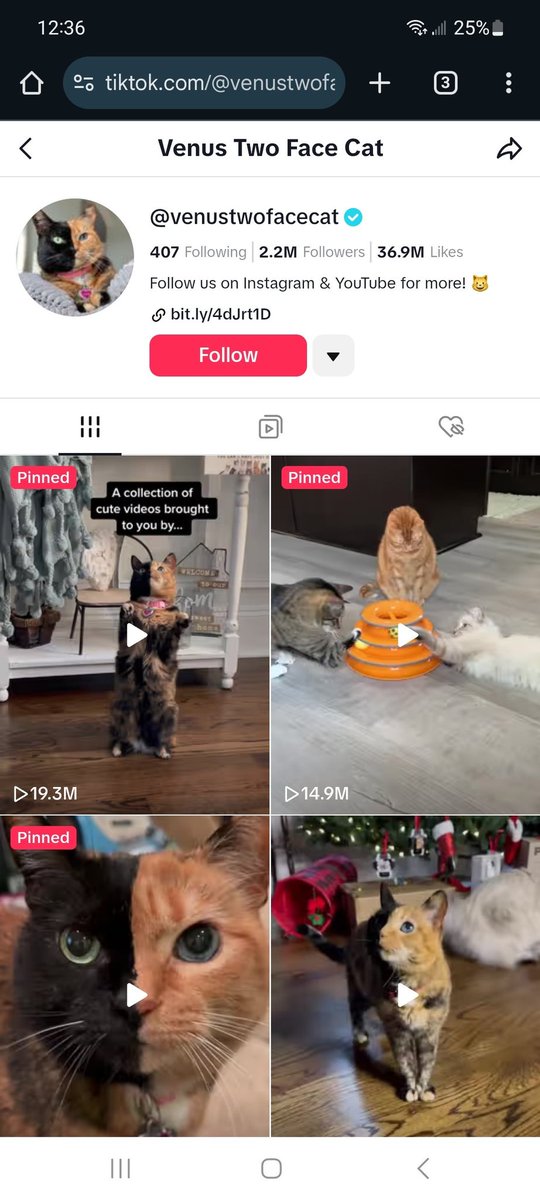 Greenparadies's tweet photo. @meechie yooo meeech , would you bid this cat ? https://t.co/EqSS2WkKnE