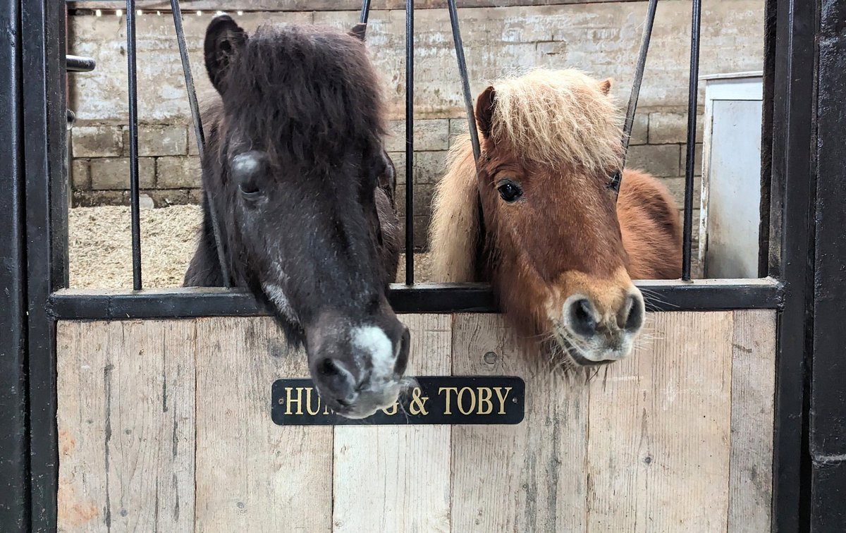 BIG NEWS PALS! 🥁🥁 
Remember Momma G had written a book about the wonderfulness that is me? Well... The final edits have been completed, and it's ready to go to print! As soon as we have a publication date we'll shout it from the rooftops! (Or the paddock gate, at least!) 🥁🥁