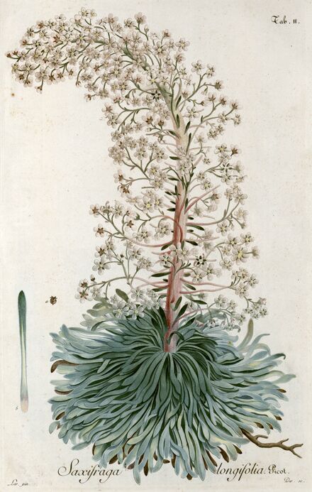 Gallica BnF tweet media