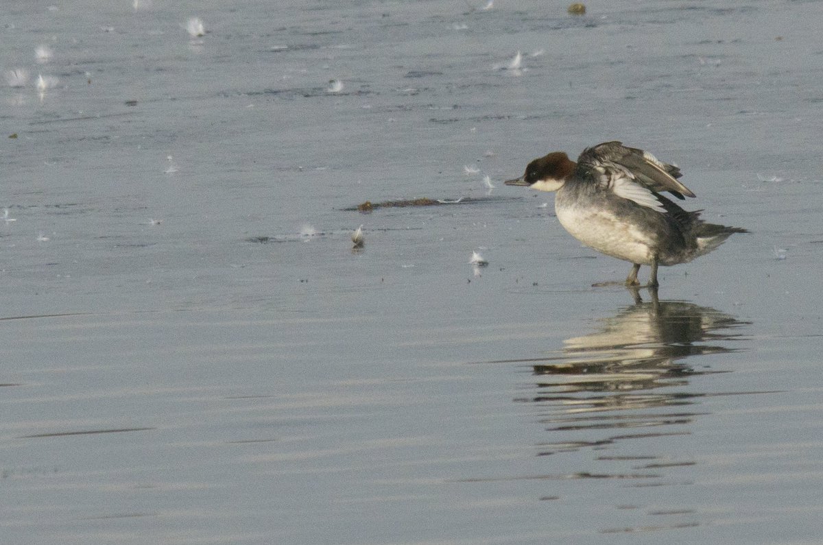 Kev Wardlaw (@kevwardlaw) on Twitter photo Belvide yesterday, great views of the Smew and also saw a Green Winged Teal thanks to <a href="/BelvideBirding/">BELVIDE BIRDING𓅪</a> Belvide yesterday, great views of the Smew and also saw a Green Winged Teal thanks to <a href="/BelvideBirding/">BELVIDE BIRDING𓅪</a>