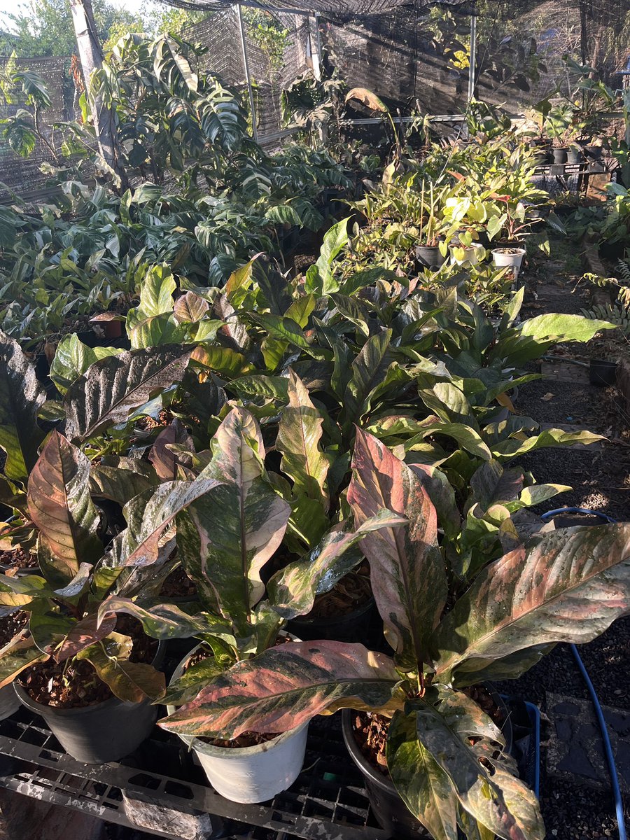 One14Some's tweet image. ได้เวลารดน้ำต้นไม้แล้ว เดี๋ยวจะหนาวก่อน😅 #โคราช #ไม้ด่างโคราช