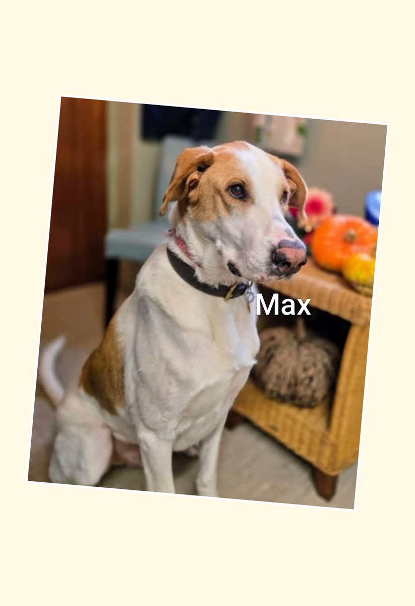 EGLR1's tweet image. Good morning from 
#Max 
Thank you everyone who has donated 
#puppypads
We have enough at present thank you always for supporting our #dogs
Check out profile of Max still looking #foreverhomes
Questions to Pip Linda 
www lurcher.org.uk