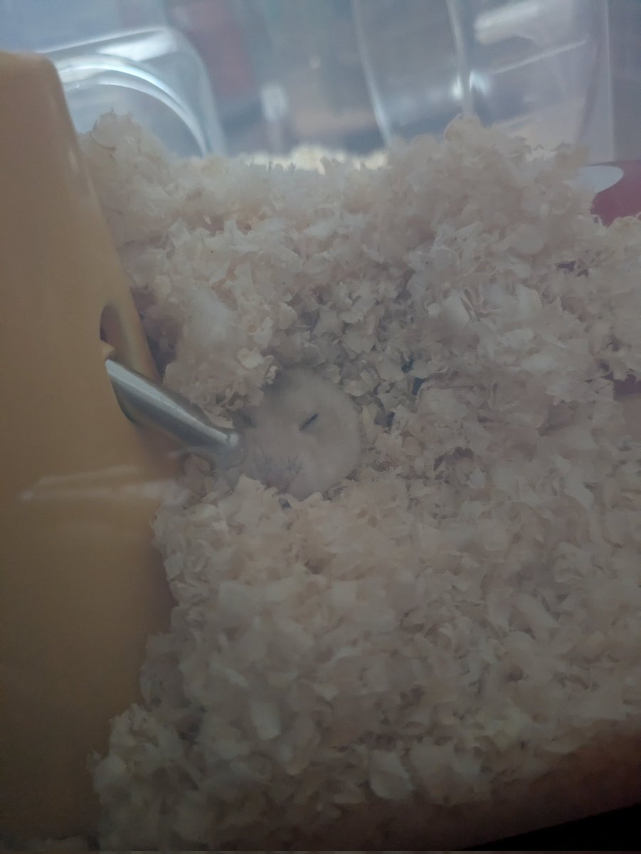 noranove_'s tweet photo. 自分で作った寝床から、顔だけ出して水飲んだあとそのまま寝ちゃってかわいすぎた🤦🧡 https://t.co/kdha3xEyr4