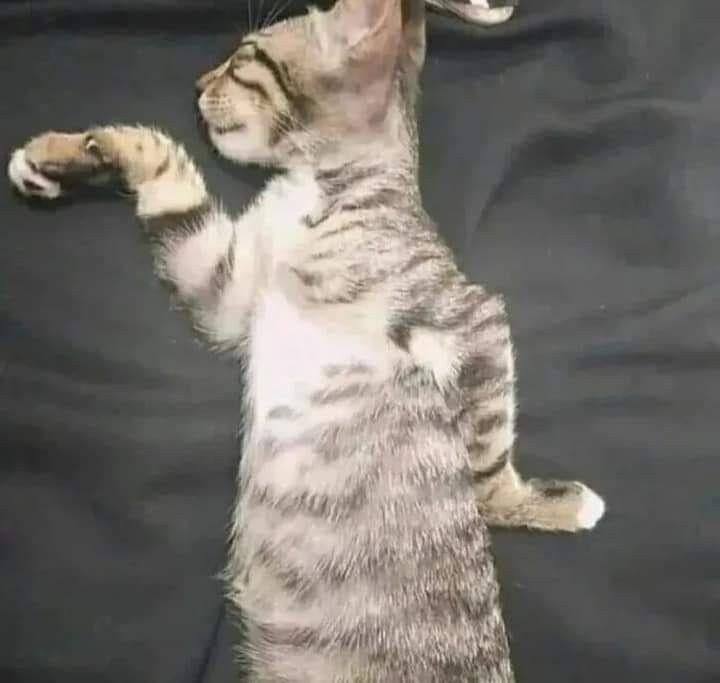 otternukki's tweet photo. 나 어릴때 웃긴포즈로 자면
귀신이 웃겨가지고 가위 안누를거같아서
일부러 이렇게 이상한 포즈로 잠 https://t.co/mURy7jmR0g