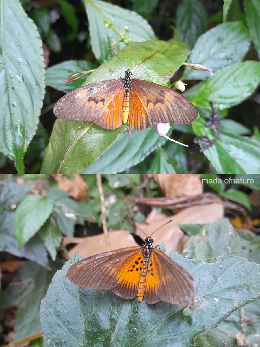 Same butterfly specie or not?

#urbanbutterflies #nigerianbutterflies #forestbutterflies