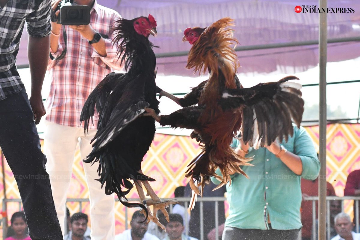 xpressandhra's tweet photo. #Sankranti celebrations begin with a buzz as #RoosterFight arenas came alive in Ramvarappadu, #Vijayawada, on Monday

📸: @prasantmadugula
@NewIndianXpress @santwana99 @BSNMalleswarRao https://t.co/dFrljJbbIm