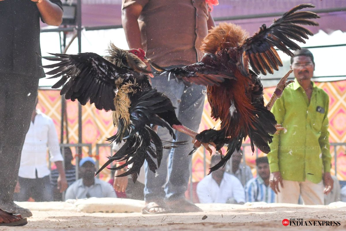 xpressandhra's tweet photo. #Sankranti celebrations begin with a buzz as #RoosterFight arenas came alive in Ramvarappadu, #Vijayawada, on Monday

📸: @prasantmadugula
@NewIndianXpress @santwana99 @BSNMalleswarRao https://t.co/dFrljJbbIm