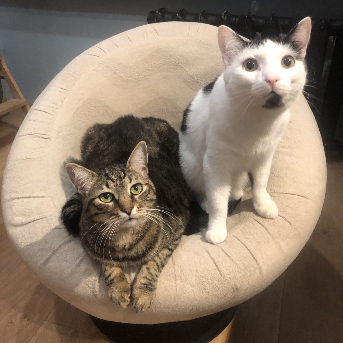 sendbitcoinz's tweet image. Пост для закрепа

Привет всем! Этот аккаунт ведет человек Лена, в основном, я показываю здесь своих котов, немного рассказываю и о своей жизни иногда интересное, иногда нет. 

У меня 5 котиков, но пока 2 живут загородом, 3 живут в городе
Ниже расскажу про каждого