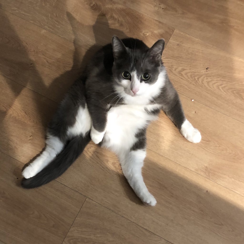 sendbitcoinz's tweet image. Пост для закрепа

Привет всем! Этот аккаунт ведет человек Лена, в основном, я показываю здесь своих котов, немного рассказываю и о своей жизни иногда интересное, иногда нет. 

У меня 5 котиков, но пока 2 живут загородом, 3 живут в городе
Ниже расскажу про каждого