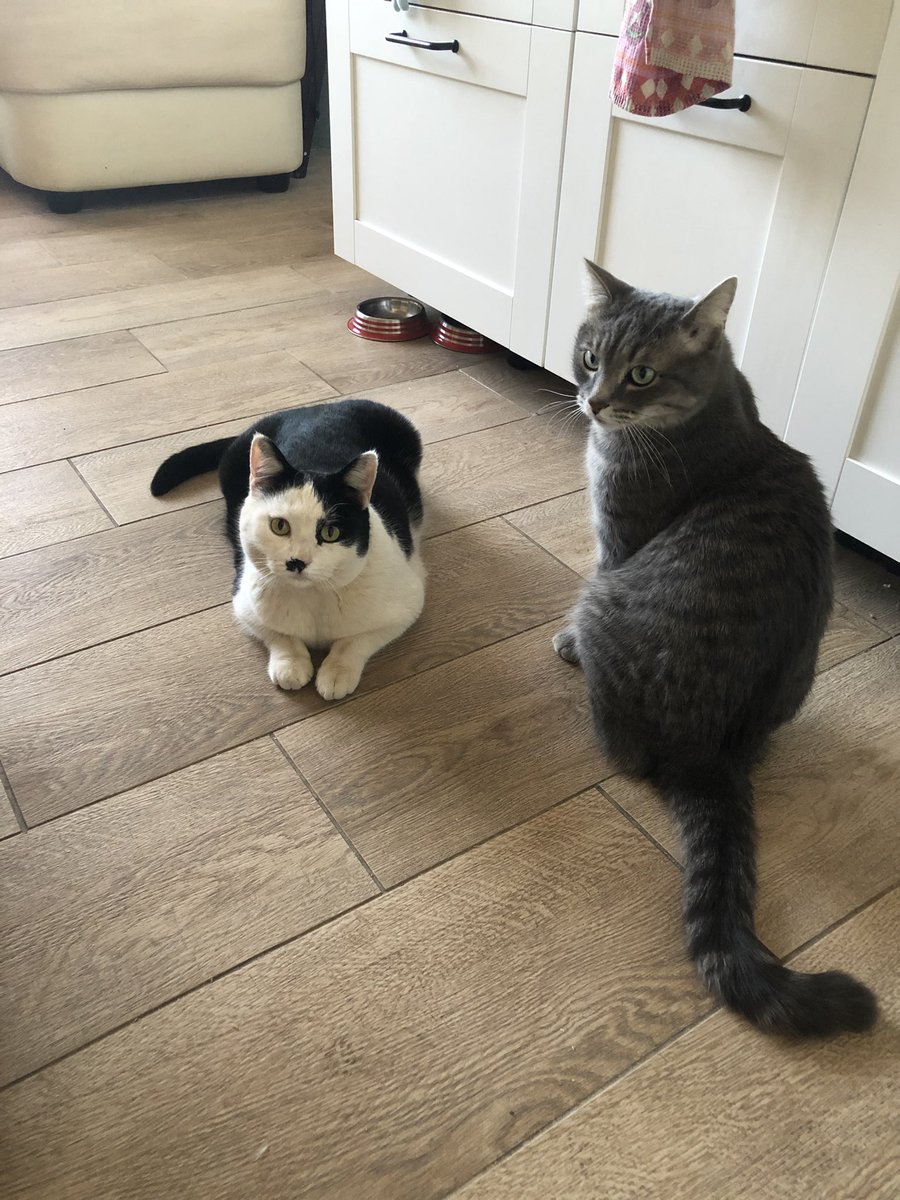 sendbitcoinz's tweet image. Пост для закрепа

Привет всем! Этот аккаунт ведет человек Лена, в основном, я показываю здесь своих котов, немного рассказываю и о своей жизни иногда интересное, иногда нет. 

У меня 5 котиков, но пока 2 живут загородом, 3 живут в городе
Ниже расскажу про каждого