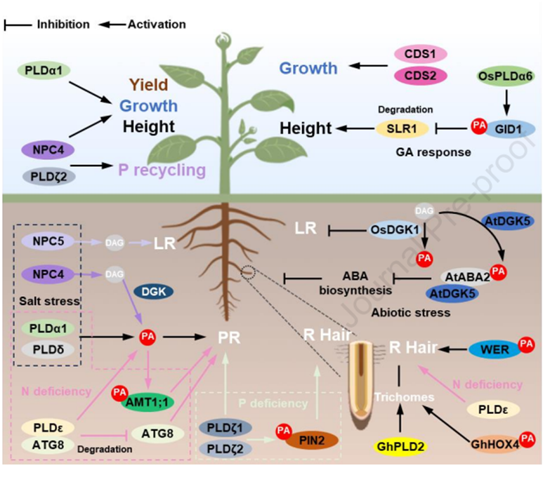 AgriExperts's tweet photo. Review by Yao et al.
Phosphatidic Acid (PA) Signaling in Modulating Plant Reproduction and Architecture

PA influence various processes,#gametogenesis, pollen growth, self-incompatibility,#haploid embryo, #embryogenesis, seed development, root architecture
https://t.co/iL6VwuK38A https://t.co/fMBk0vR5Hm