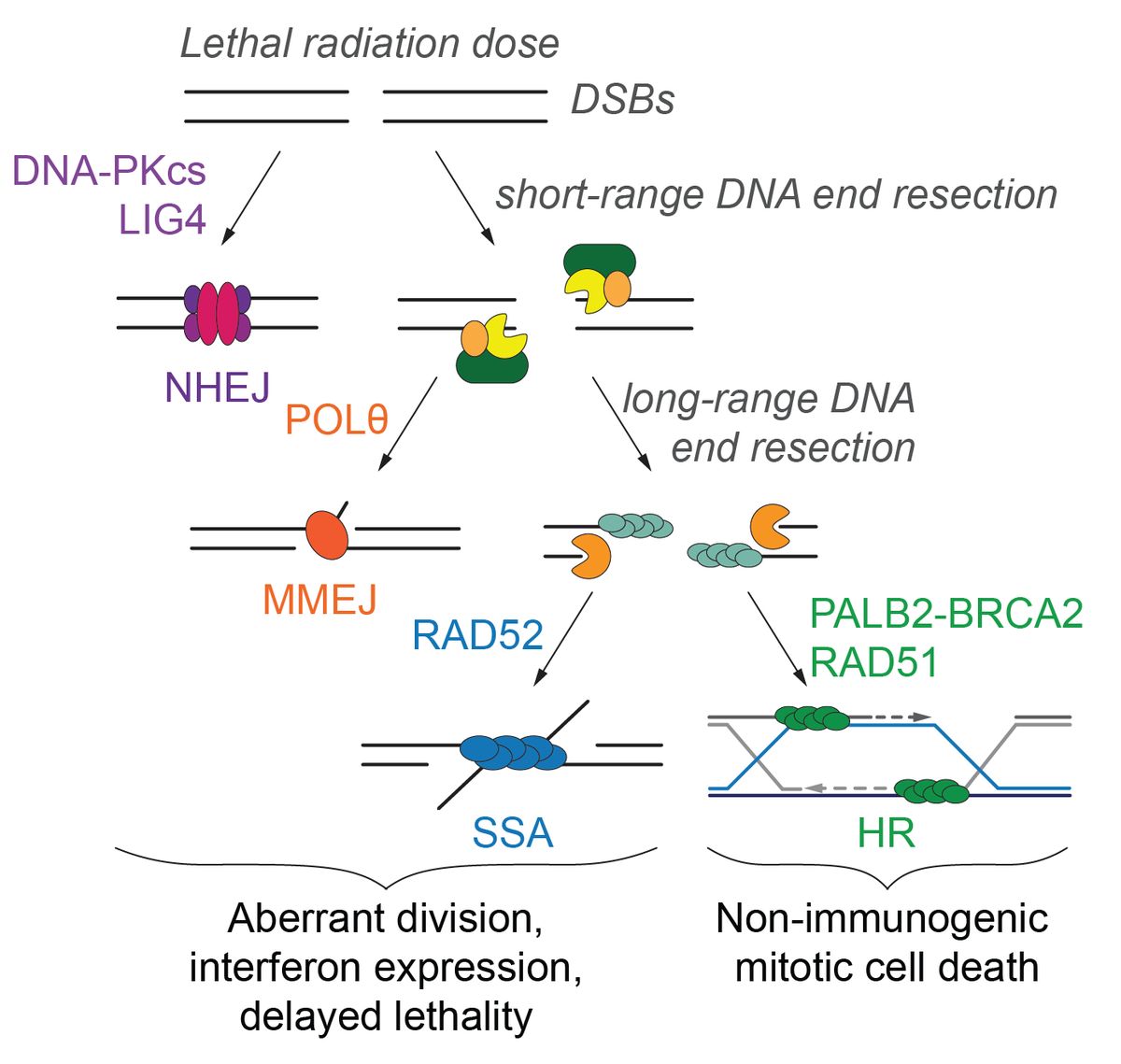 TheCesareLab's tweet photo. 2/This work was led by out exceptionally talented post-doc @szmyd_radoslaw and co-supervised by @RadOncDoc_Gee. Long 🧵below with images and movies shared from the open access paper.

TL;DR double strand break repair determines the manner in which irradiated cells die. https://t.co/ElDXgwgHHI