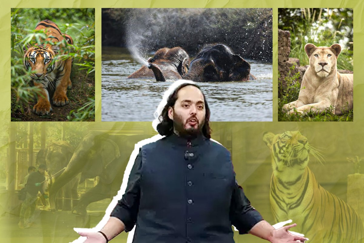 Anant Ambani recently unveiled the "Vantara" initiative, an ambitious animal welfare program launched by Reliance Industries and the Reliance Foundation. #anantdadadt #vantara