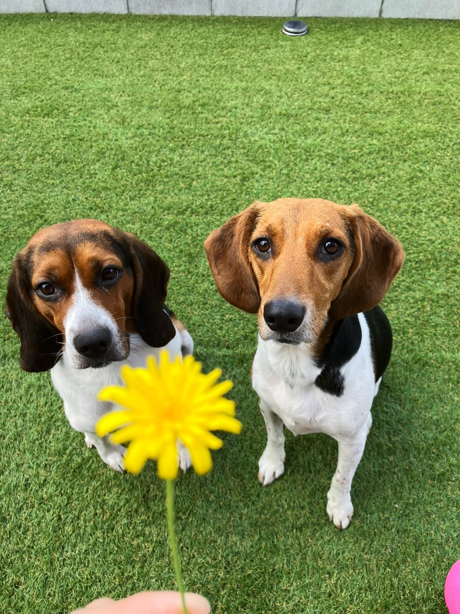 超お久しぶりです！
色々と忙しくしてるうちに更新サボってたダメパパです😂
はちもこたも元気です！