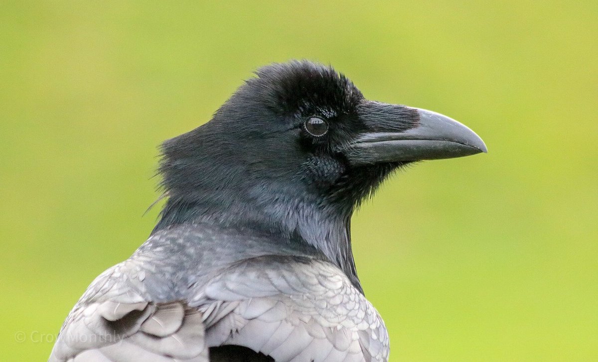 Crow Monthly tweet media