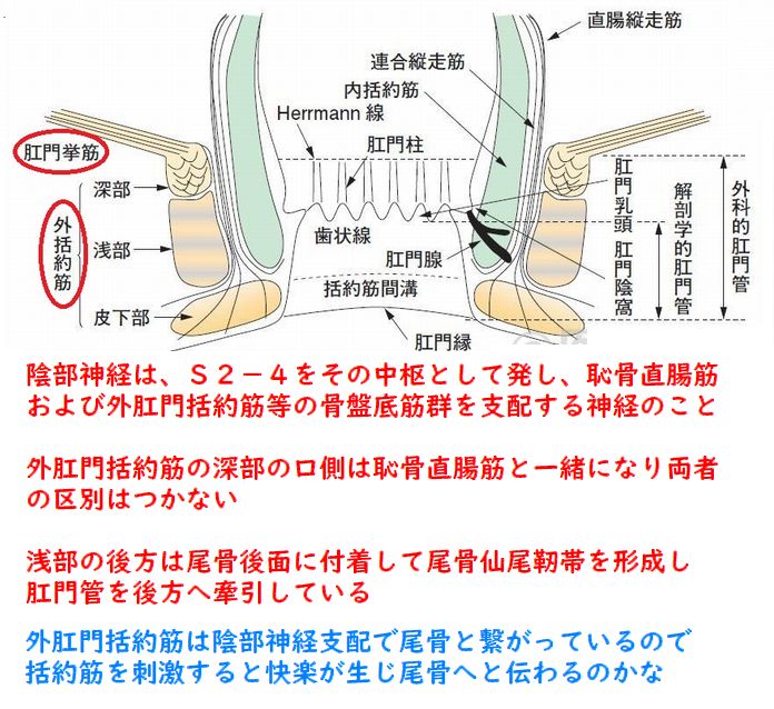 prostate727's tweet photo. 外肛門括約筋

中から外肛門括約筋を刺激する

直腸の背側から仙骨尾骨を同時に外側からも刺激すると尾骨から背中へと快楽が登り

手腕の痙攣・胸や舌の硬直・首振り痙攣になり易い

脳天にも直撃してすぐに脳イキになる
#ドライオーガズム #アナル https://t.co/asNjIhwN9y