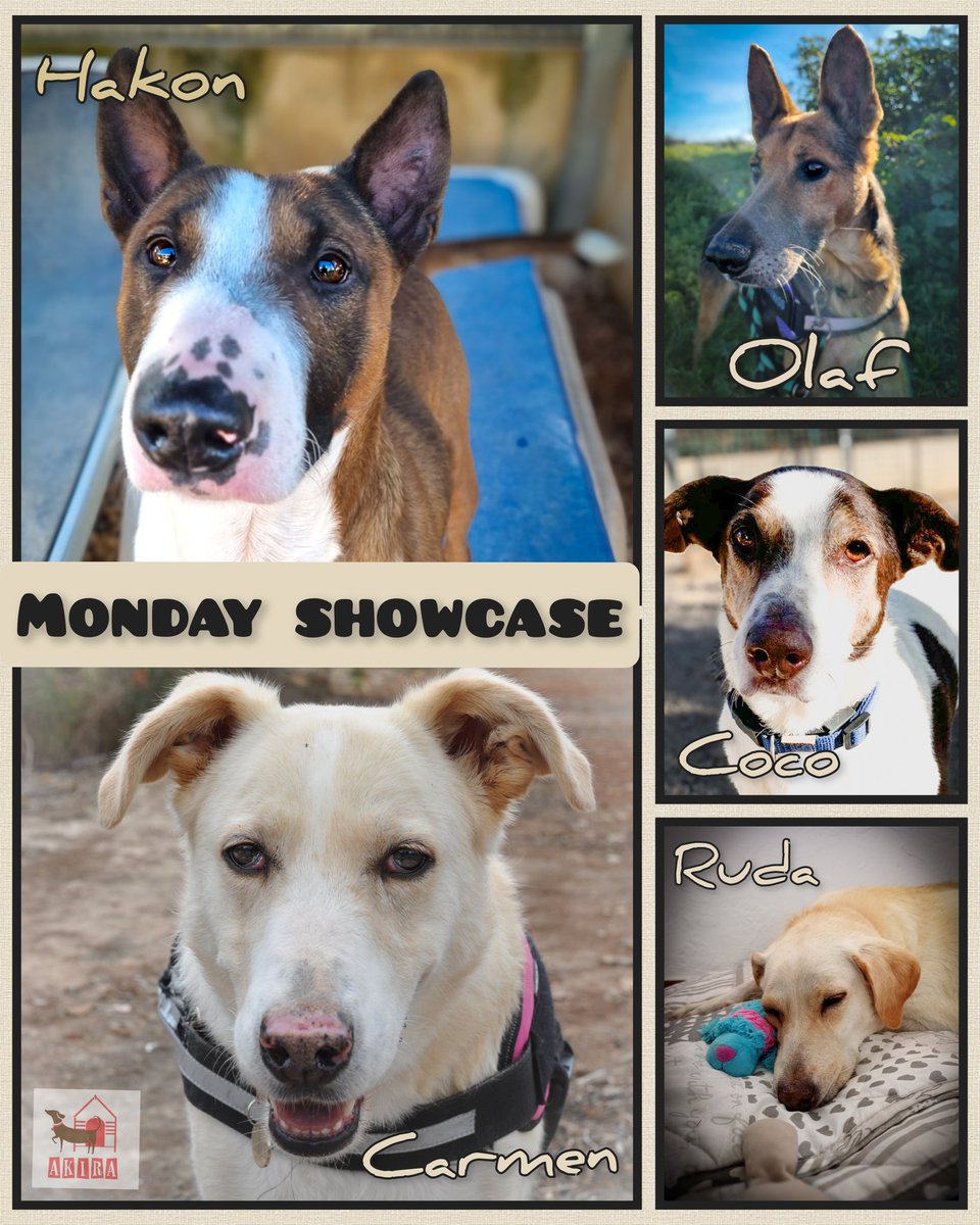 Monday showcase. All these dogs need forever homes could it be you.. There is a dog to suit all .. 
akira-animals.com