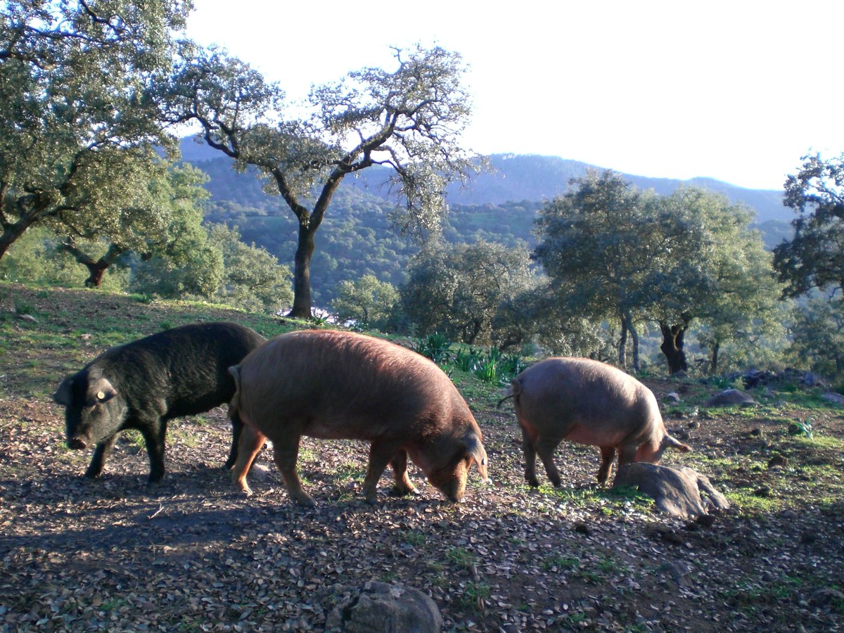 The mEATquality project outcomes will be translated into 6 EU languages.  🇮🇹 Scopri il nostro primo materiale tradotto: l1nq.com/YPO9g
Stay tuned for more!  Che ne pensi di questa iniziativa? <a href="/WUR/">Wageningen U&R</a> @up_poznan <a href="/crpasocial/">CRPA</a> <a href="/AarhusUni_int/">Aarhus University</a>  <a href="/Ecovalia/">Ecovalia</a> <a href="/VeterinariaUCO/">Facultad de Veterinaria UCO</a> <a href="/EU_H2020/">Horizon 2020</a>