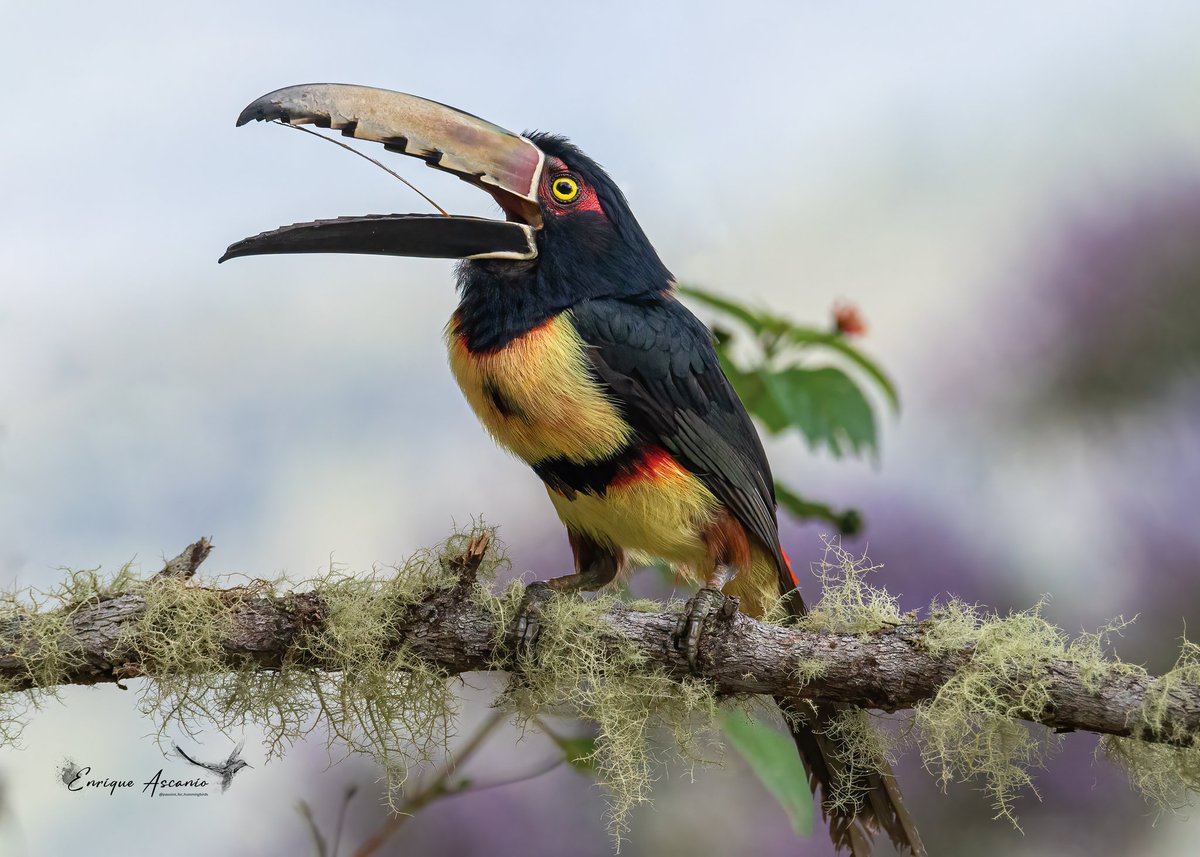 AHummingbirds's tweet photo. Pteroglossus torquatus
Collared Araçari
Pichí bandeado
Locura de ave. https://t.co/PusQqNWgvK