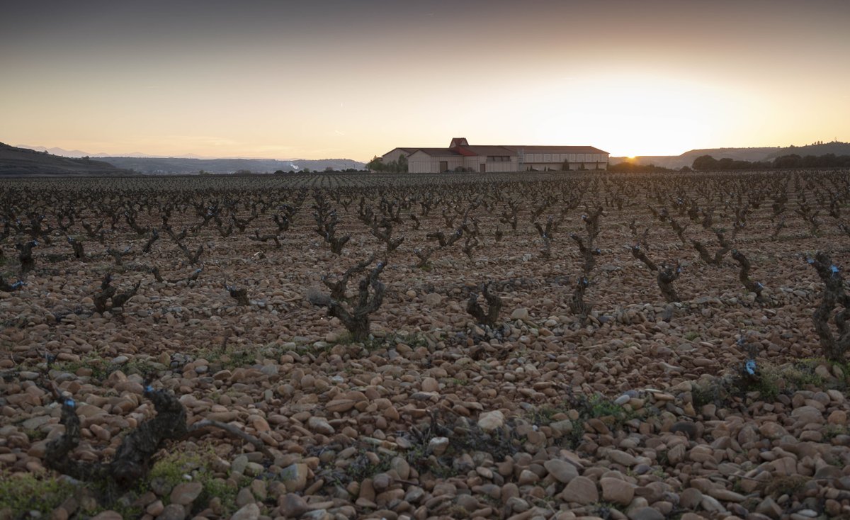 Nuestros viñedos duermen. Aunque las cepas no visten sus características hojas y nos muestra una apariencia mucho más austera durante el invierno, el paisaje que nos ofrecen es de admirar.