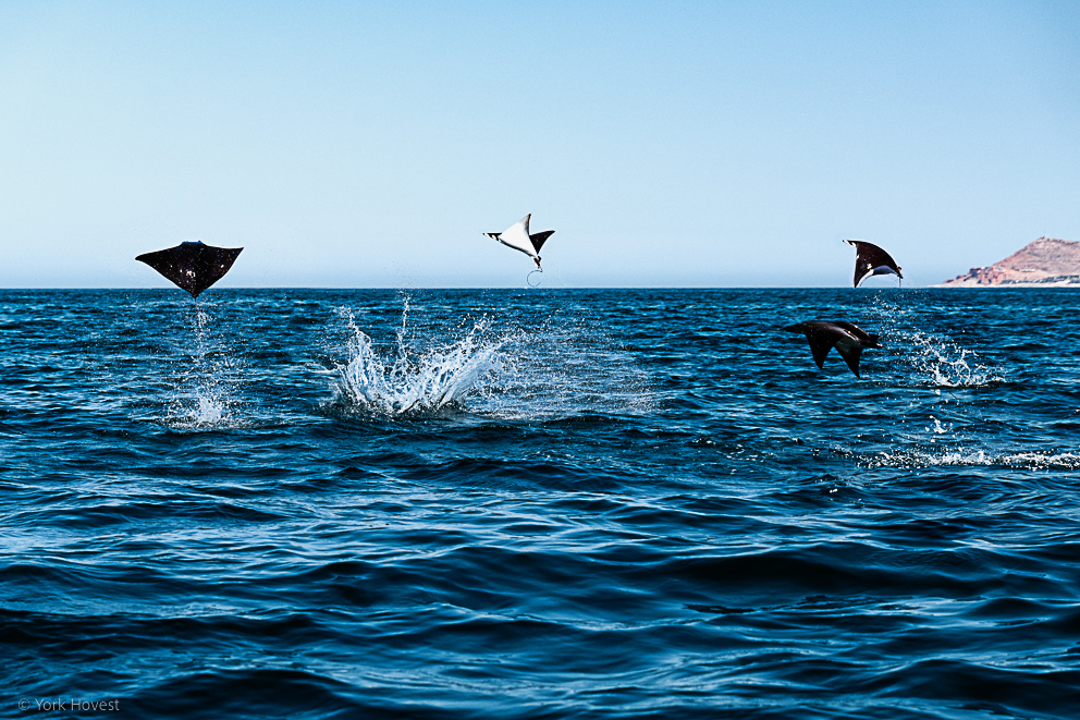 Im Rahmen von "Art for Impact" werden künftig Fotografien von <a href="/York1978/">York Hovest</a> ausgestellt. Gemeinsam mit York setzt sich die Intalcon Foundation für die Helden der Meere ein und möchte andere motivieren, sich für den Meeresschutz zu engagieren.
#ocean #marine #biodiversity