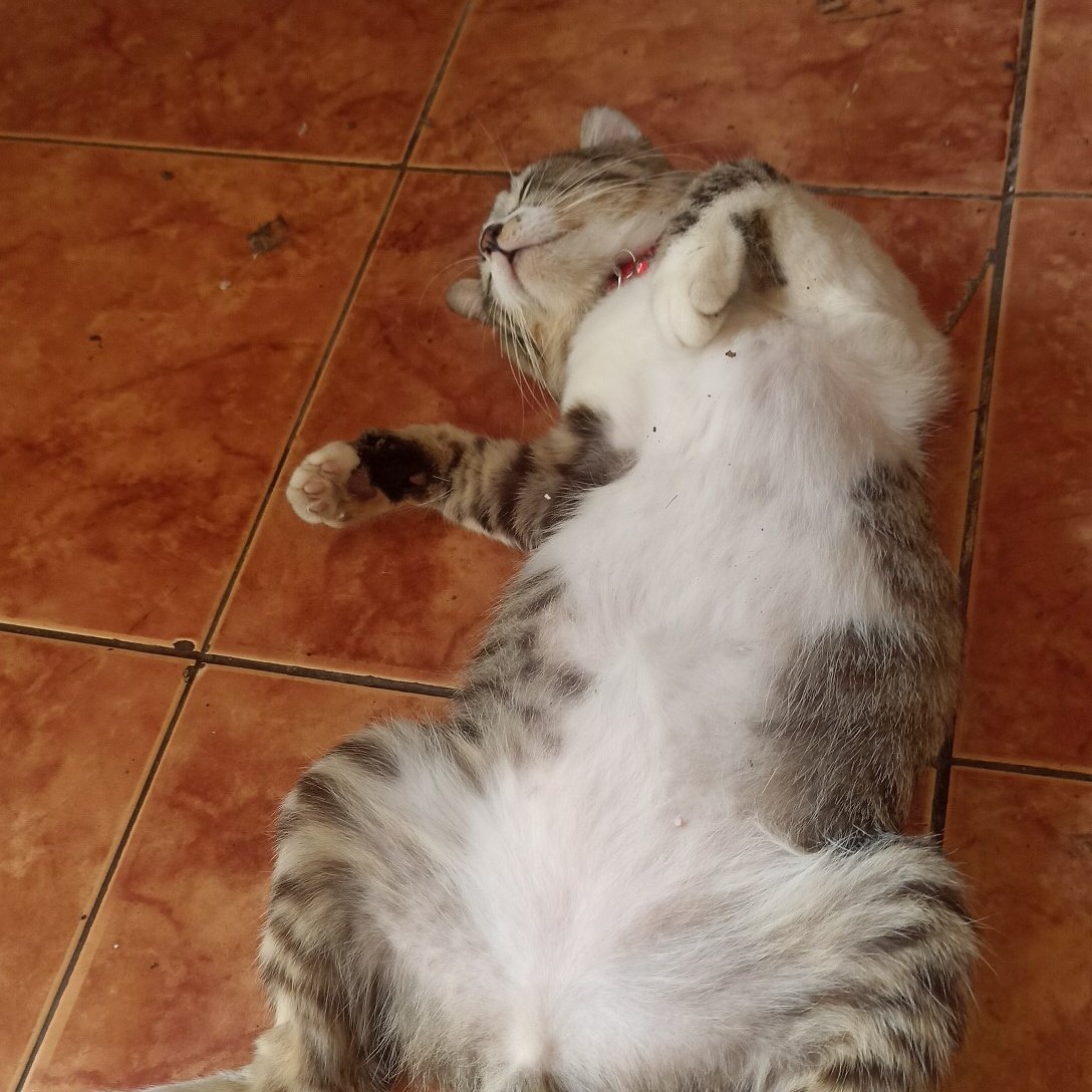 Nyaman banget si boy