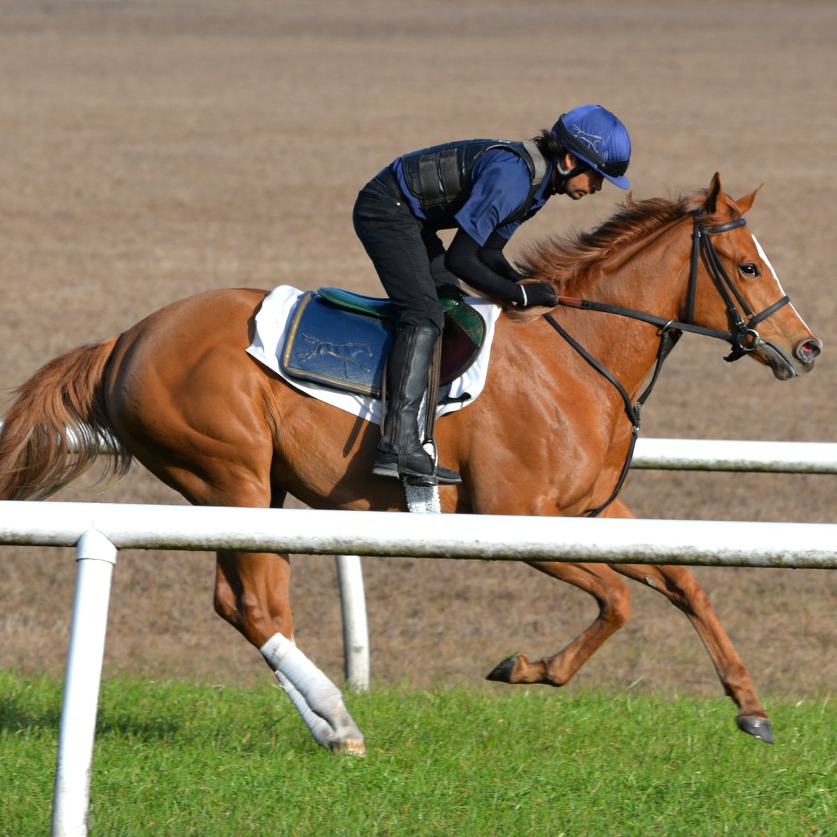 StonestreetFarm's tweet image. A fantastic weekend for Stonestreet connections!
🌟 #Homebred JULIA SHINING began her five-year-old season with a strong 2nd-place finish in the Ladies S.
🌟 #BredAndRaised COSTA AMALFITANA earned her maiden victory in style.
🌟 SCARLET POPPY (IRE) delivered an impressive