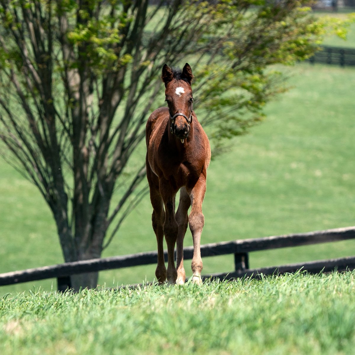 StonestreetFarm's tweet image. A fantastic weekend for Stonestreet connections!
🌟 #Homebred JULIA SHINING began her five-year-old season with a strong 2nd-place finish in the Ladies S.
🌟 #BredAndRaised COSTA AMALFITANA earned her maiden victory in style.
🌟 SCARLET POPPY (IRE) delivered an impressive