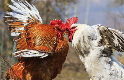 EugeneIradukund's tweet photo. poultry cannibalism serious issue that can lead to injury, stress, and even death for your birds. it can be caused by a variety of factors, such as lack of space, disease, or even nutritional deficiency.
#FarmWithEugene
#FoodForAll https://t.co/8Df0hay0fs