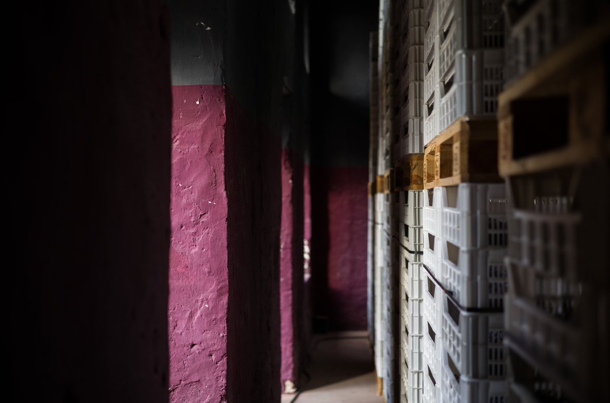 The 2024 vintage will be remembered as a fresh and nuanced year for Guerrieri Rizzardi: from the selection of the finest grapes to the magicof the drying process for the Amarone 3CRU.
Read here: bit.ly/40t455c 
#Amarone3CRU #Valpolicella #GuerrieriRizzardi #finewine