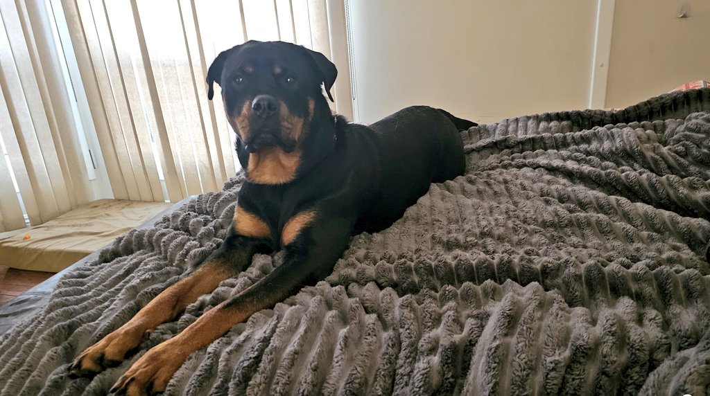 Team Servicerottie🇨🇦🐕🦺🦽 tweet media