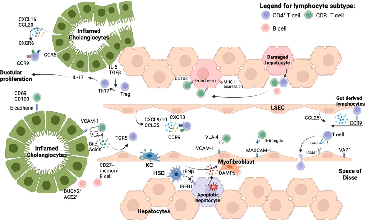 Nancy Reau (@nancyreau) on Twitter photo Insights into immune cells, checkpoint inhibitors, and personalized therapies (using RNA & microbiome analysis) are paving the way for better treatments for autoimmune liver diseases. 🚀
#LiverTwitter #Immunotherapy #PrecisionMedicine <a href="/JHepatology/">Journal of Hepatology</a>
clinicalkey.com/#!/content/pla… Insights into immune cells, checkpoint inhibitors, and personalized therapies (using RNA & microbiome analysis) are paving the way for better treatments for autoimmune liver diseases. 🚀
#LiverTwitter #Immunotherapy #PrecisionMedicine <a href="/JHepatology/">Journal of Hepatology</a>
clinicalkey.com/#!/content/pla…