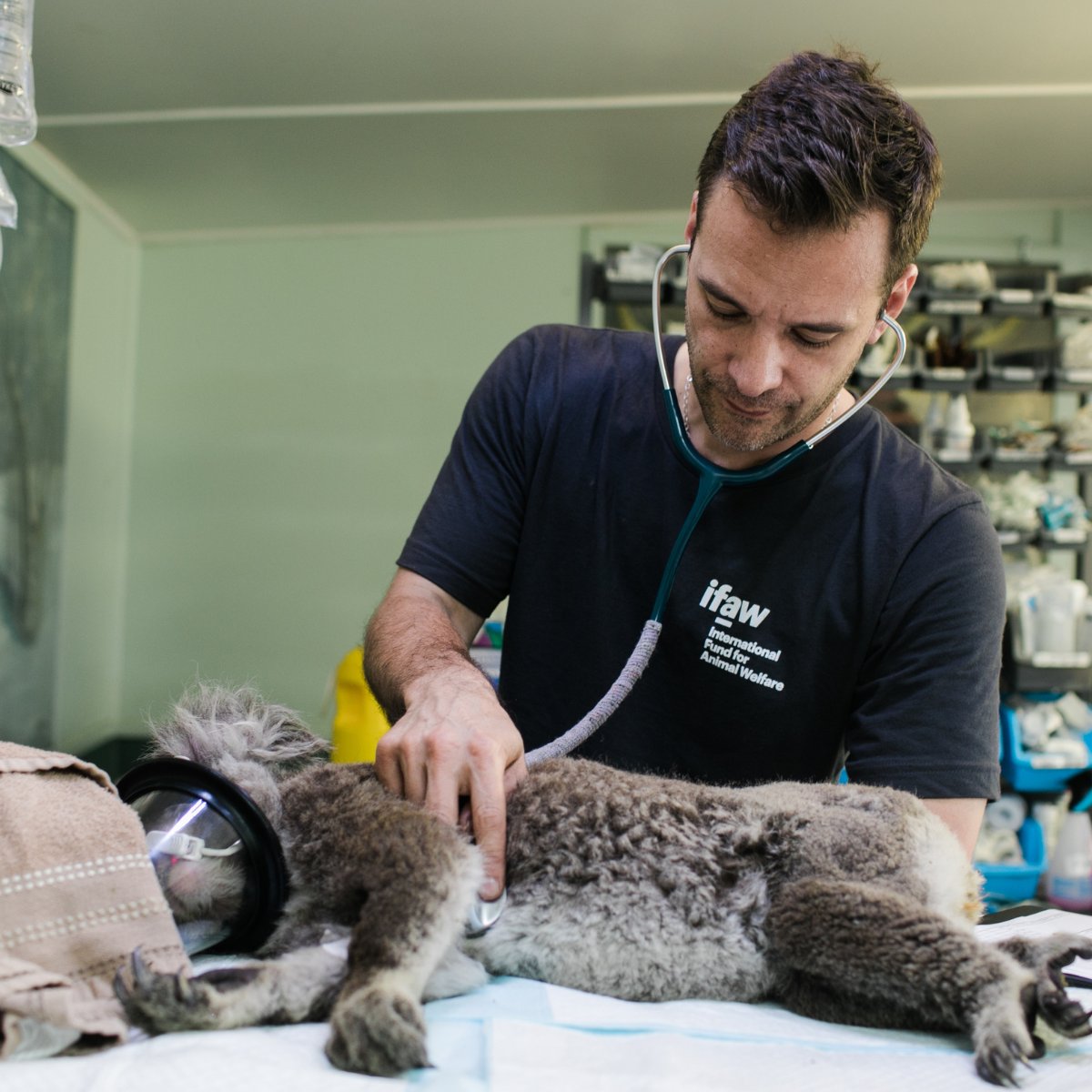 AccessVetMed tweet media