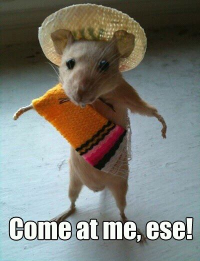 Nacho CTO tweet media