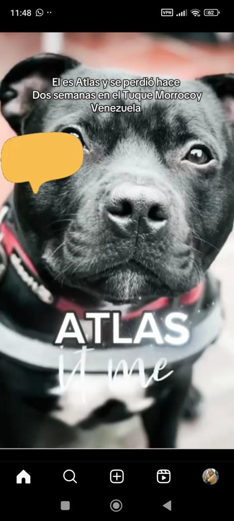 liliakunaizeh's tweet photo. Por favor ayudemos a que ATLAS regrese con su familia! Se perdió en el sector EL TUQUE  #Morrocoy y aún NO APARECE! Su familia ofrece $ 500 de recompensa! 😔💔🙏🏻 
@glenda_morales 
@naranjara 
@AlexaGomezDos 
@A64029345 
@apoyocanino 
@yaracalcagno 
@manto1967 
@Mary_Jar https://t.co/24G3nD9Mxa