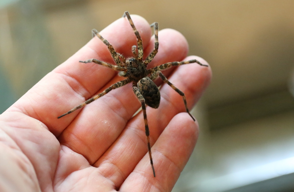 masters_pest's tweet image. New Year, Pest-Free Home! Resolve to banish spiders by regularly removing webs &amp;amp; keeping things tidy. They love clutter &amp;amp; hidden spots. We can help with lasting solutions. #spidercontrol #MastersPestControl #PestPrevention masterspestcontrol.com/spiders/