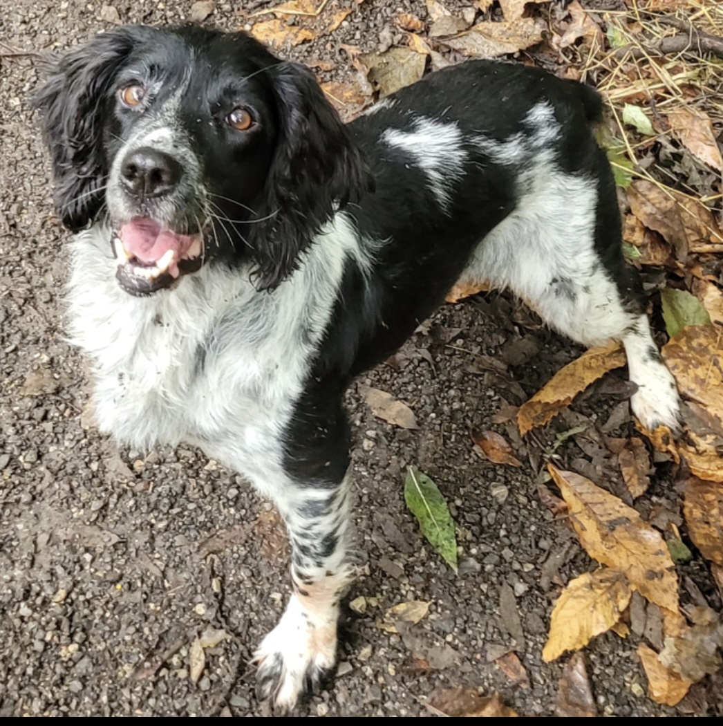 GMPDogs's tweet photo. PD Aayla was on hand to assist at a warrant in North Manchester this morning. She worked her magic and located a large quantity of cash which was duly seized. Clever girl Aayla 🪄 https://t.co/F4v7jOpApW