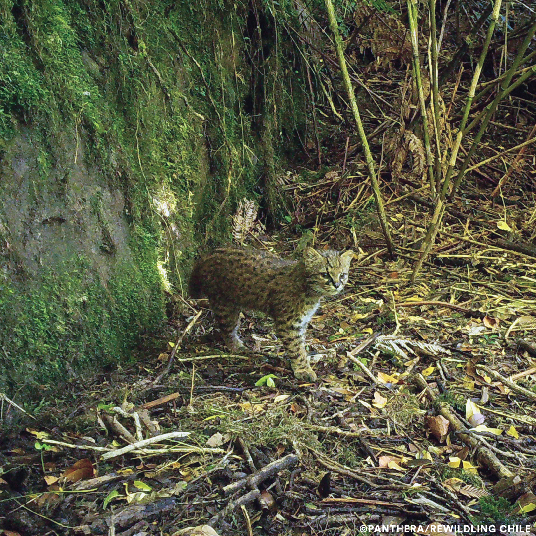 The #guiña (also known as the #kodkod) is a #smallcat native to much of #Chile and parts of #Argentina. This #wildcat only weighs 2-3 kg (4-6 lbs) and eats small rodents, birds, reptiles and insects. Learn more about Panthera's #SmallCatsProgram: panthera.org/cat/small-cats