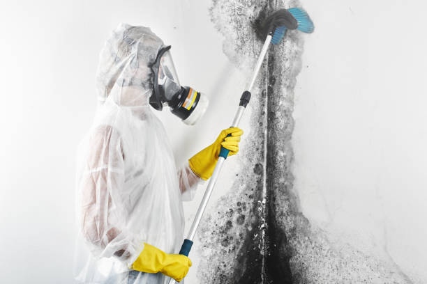 Mold growth can be a serious health hazard. Contact St. Louis Cleaning and Restoration for safe and effective mold remediation services. Visit our website at stlouiscleaningandrestoration.com for more information.
