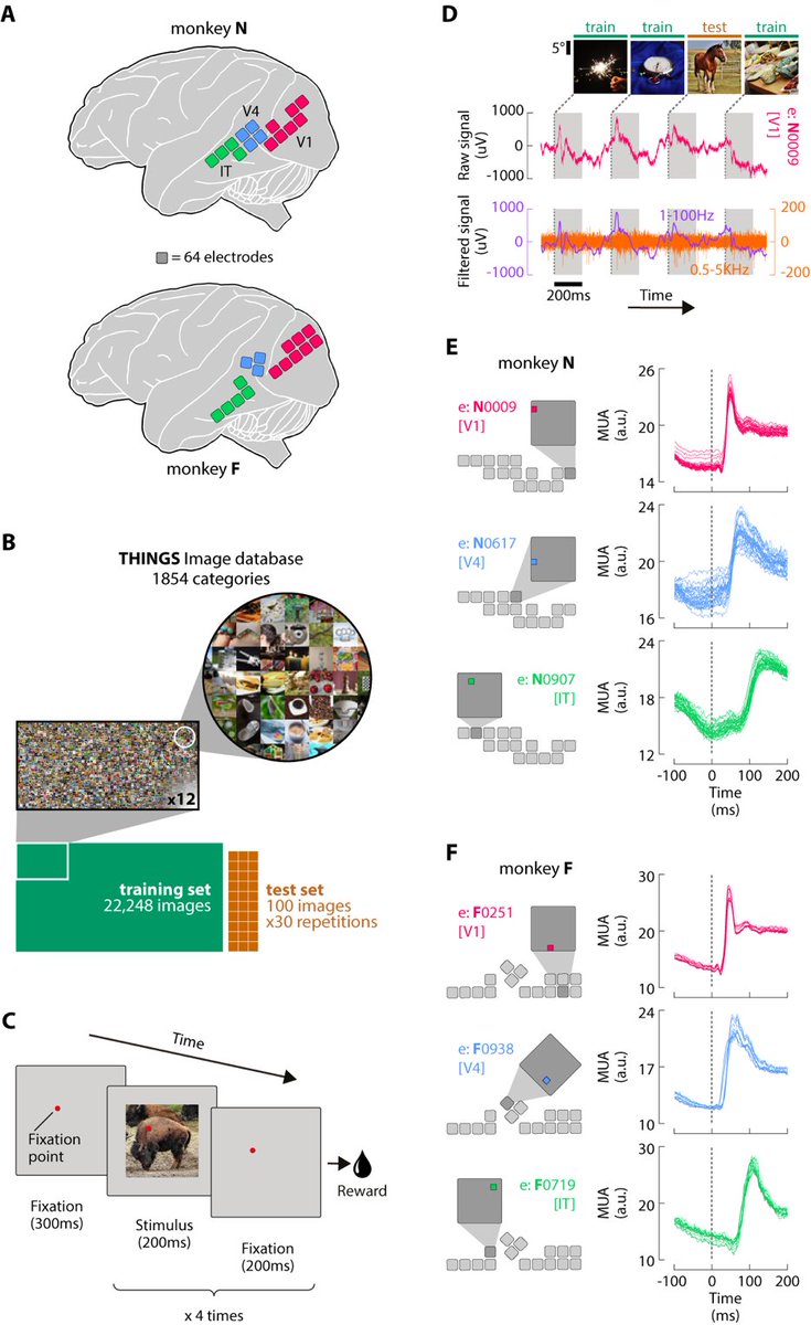 The vOICe vision BCI 🧠🇪🇺 (@seeingwithsound) on Twitter photo An extensive dataset of spiking activity to reveal the syntax of the ventral stream - V1, V4, and IT neurons in monkeys viewing >25,000 natural images cell.com/neuron/abstrac… by <a href="/paolo_papale/">Paolo Papale</a> <a href="/MatthewWSelf/">Matthew Self</a> <a href="/Pieters_Tweet/">Pieter Roelfsema</a> et al.; #BCI #NeuroTech An extensive dataset of spiking activity to reveal the syntax of the ventral stream - V1, V4, and IT neurons in monkeys viewing >25,000 natural images cell.com/neuron/abstrac… by <a href="/paolo_papale/">Paolo Papale</a> <a href="/MatthewWSelf/">Matthew Self</a> <a href="/Pieters_Tweet/">Pieter Roelfsema</a> et al.; #BCI #NeuroTech
