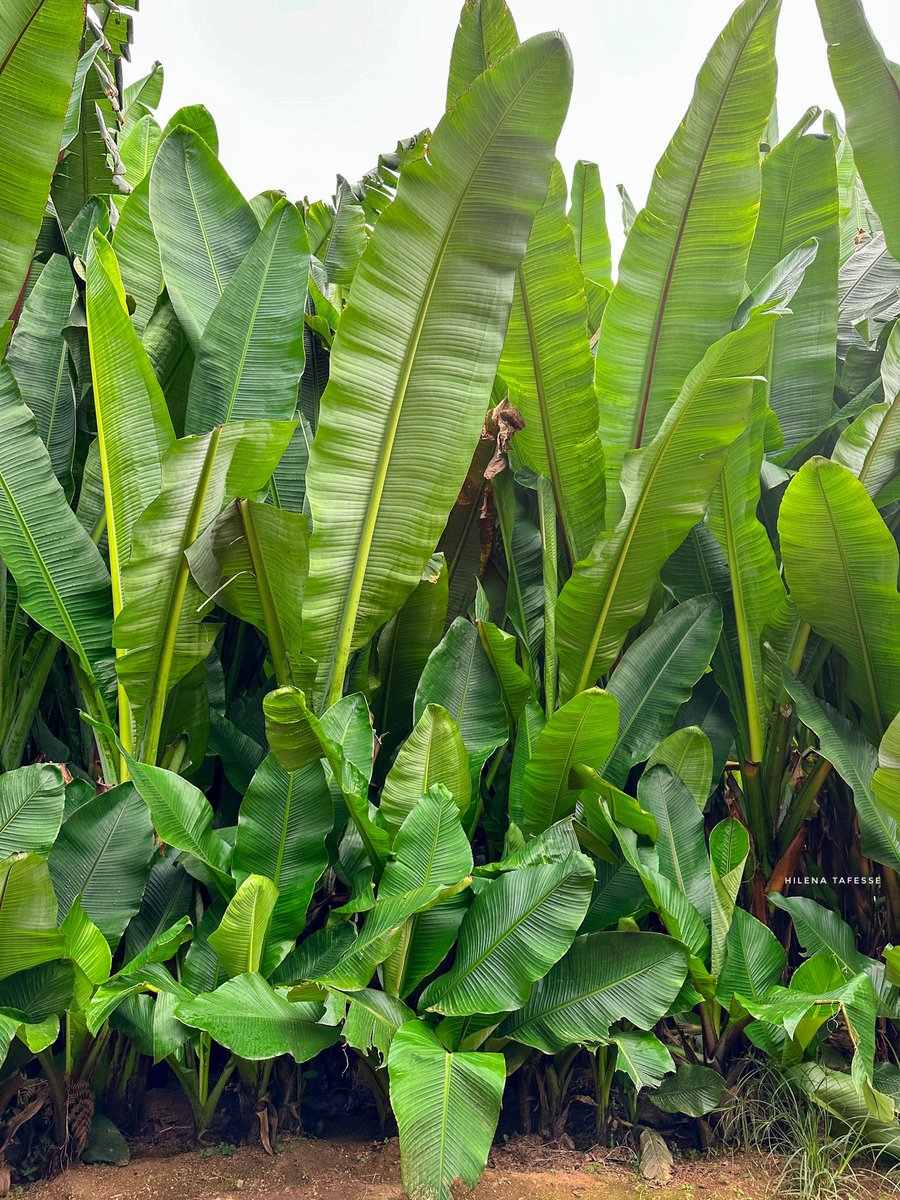 Have a green Night 💚

 #CaptureEthiopia #Ethiopia #VisitEthiopia #LandOfOrigins