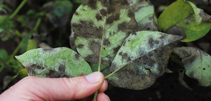ACTHortNews's tweet image. New project to peel away the secrets of potato blight

Read more via #HortNews &amp;gt;&amp;gt; hortnews.com/articles/horti…

@JamesHuttonInst @dundeeuni @TheSainsburyLab @TheSainsburyLab #potatoblight
