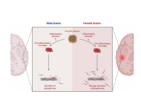 Nico Franzmeier (@nfranzme) on Twitter photo Happy to share <a href="/davinabiel/">Davina Biel</a> newest in <a href="/EmboMolMed/">EMBO Mol. Medicine</a> showing stronger Aβ-dependent p-tau increases in women, potentially driven by elevated sTREM2-related microglial activation and stronger effects of ApoE4 carriership in women
Many thanks also to <a href="/matbrendel/">MatthiasBrendel</a>! doi.org/10.1038/s44321… Happy to share <a href="/davinabiel/">Davina Biel</a> newest in <a href="/EmboMolMed/">EMBO Mol. Medicine</a> showing stronger Aβ-dependent p-tau increases in women, potentially driven by elevated sTREM2-related microglial activation and stronger effects of ApoE4 carriership in women
Many thanks also to <a href="/matbrendel/">MatthiasBrendel</a>! doi.org/10.1038/s44321…