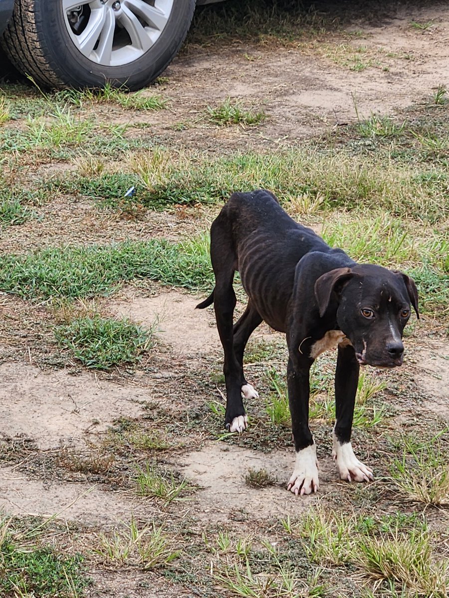 Shelly VR Warrior tweet media